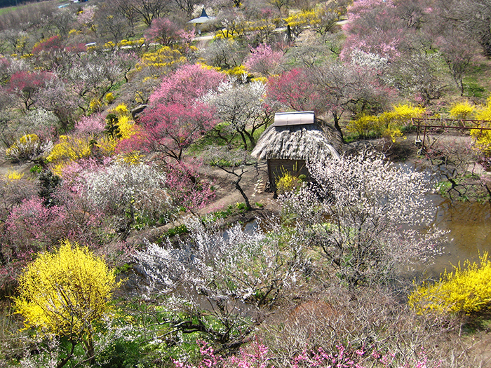 伊那梅園（箕輪町）