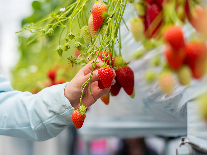 みはらしファーム（伊那市）